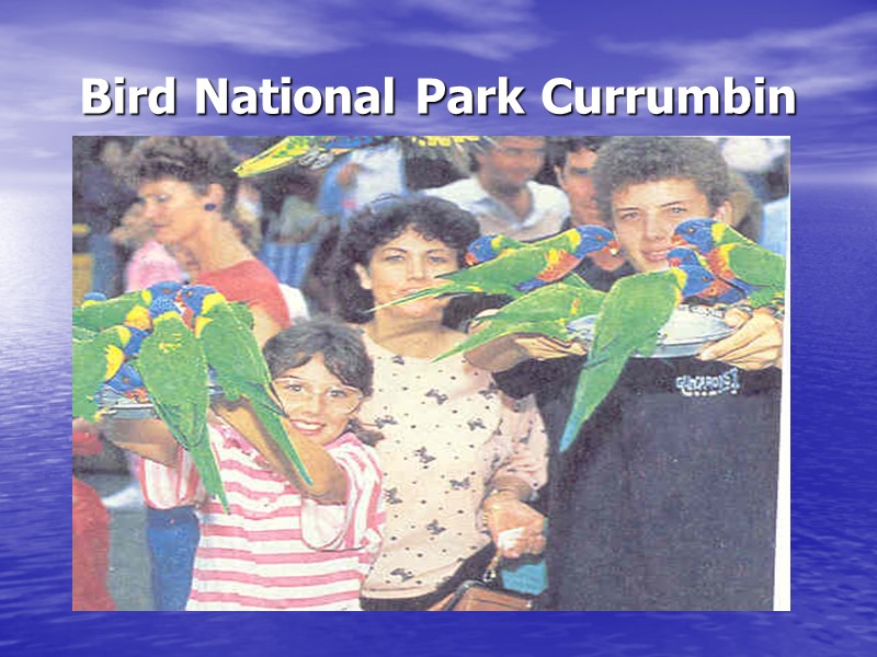 Bird National Park Currumbin